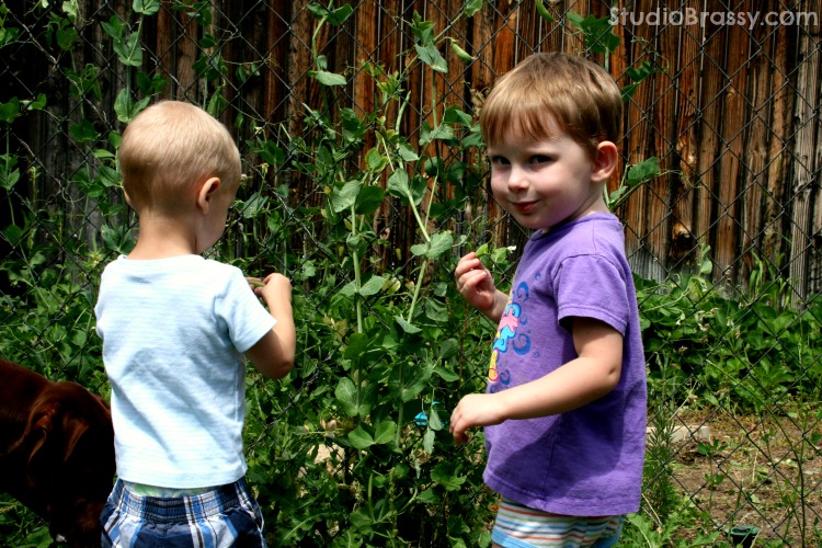 kids picking sugar snap peas