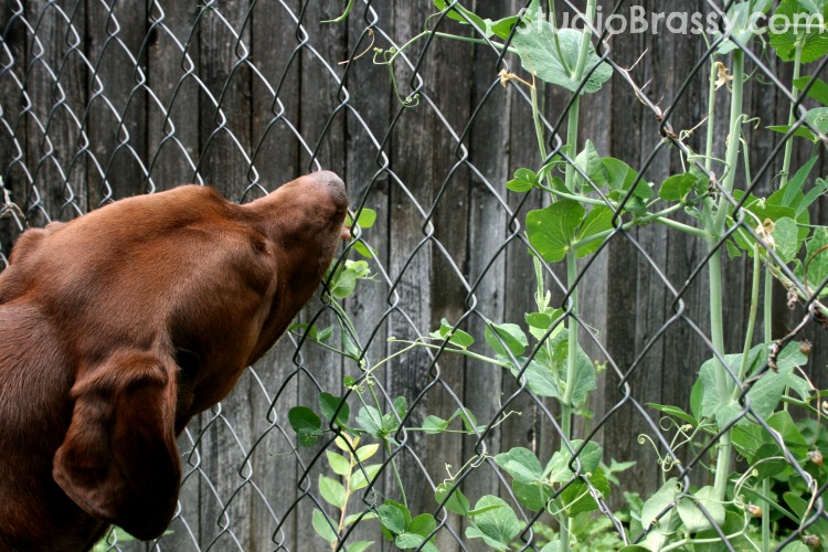 dog eating sugar snap peas